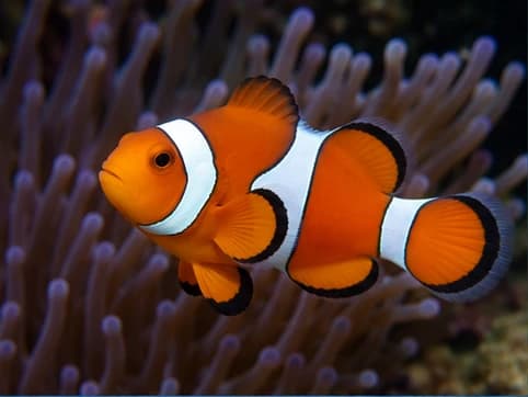 Ocellaris Clownfish - random sea animal